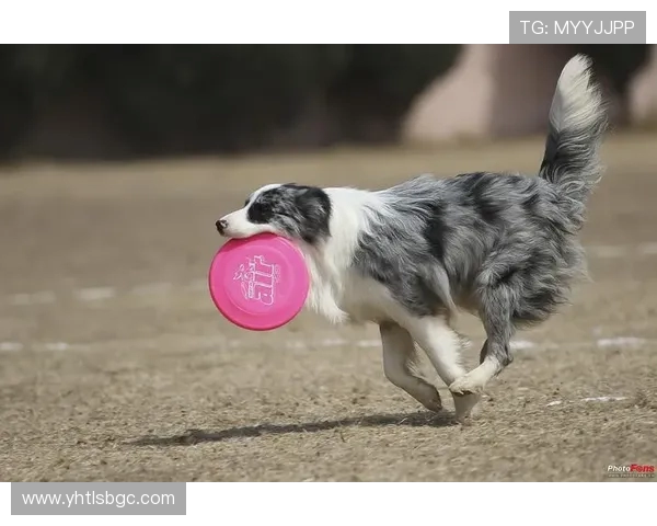 南京飞盘队在极限运动世界杯中的速度表现分析与点评